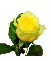 Yellow rose - order by one
